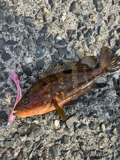キジハタの釣果