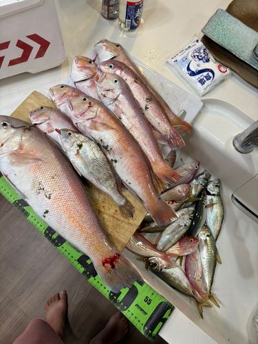 シロアマダイの釣果