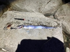 テンジクタチの釣果