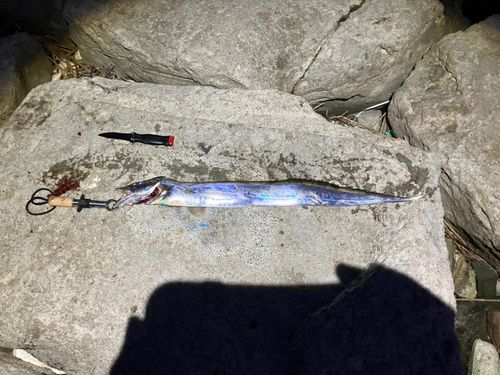 テンジクタチの釣果