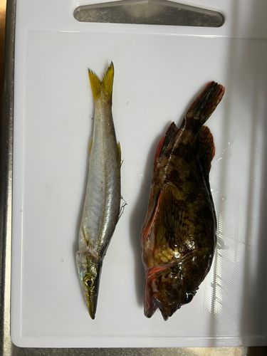 カマスの釣果