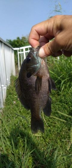 ブルーギルの釣果