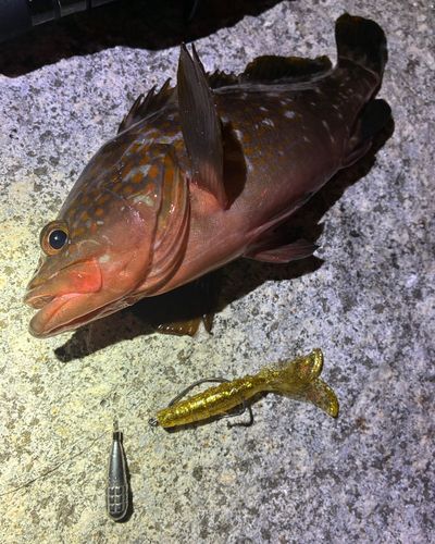 キジハタの釣果