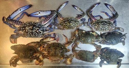 ワタリガニの釣果