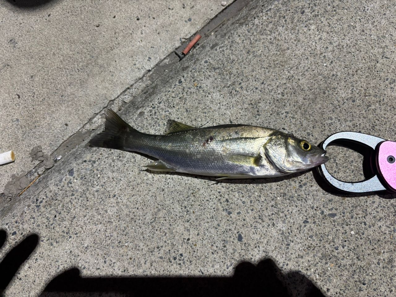 20 ルナミス 80ML Pre-Order Shimano 20 Lunamis S80ML – JDM TACKLE HEAVEN