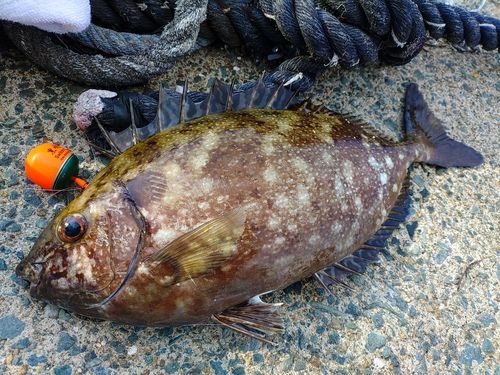 バリの釣果