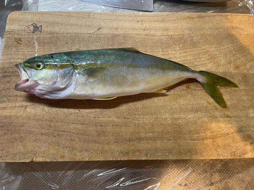 フクラギの釣果