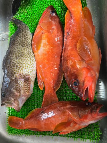 アカハタの釣果