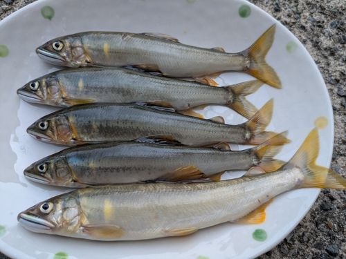 アユの釣果