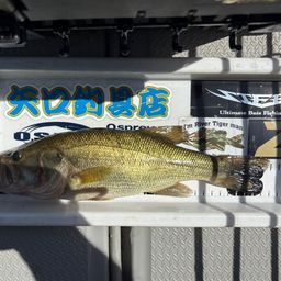 ブラックバス