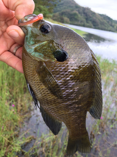 ブルーギルの釣果