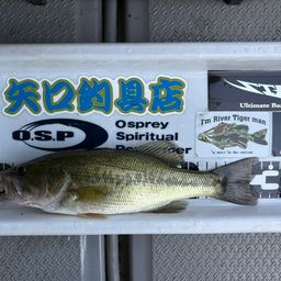 ブラックバス