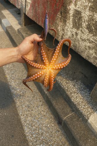 マダコ