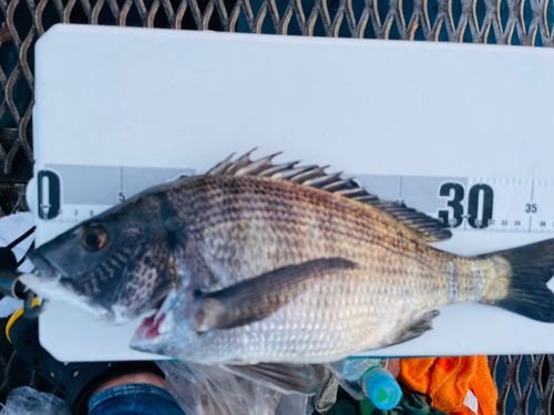 クロダイの釣果