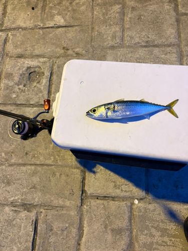 サバの釣果
