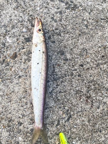 カマスの釣果