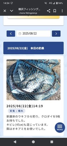 クロダイの釣果