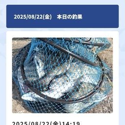 クロダイ