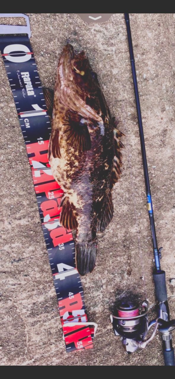 タケノコメバル