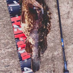 タケノコメバル