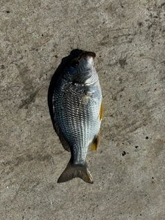 キビレの釣果