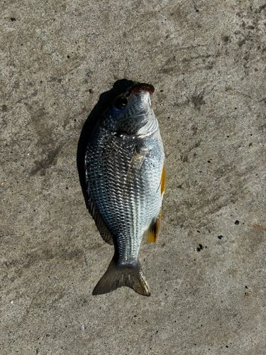 キビレの釣果