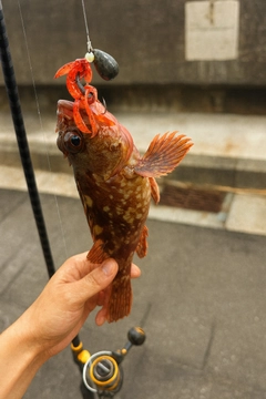 カサゴの釣果