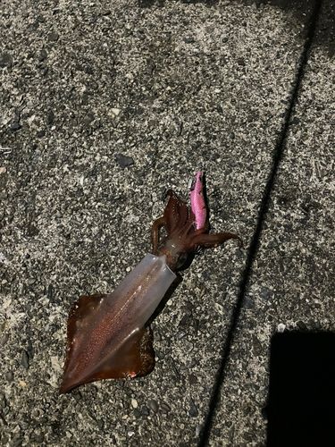 ケンサキイカの釣果