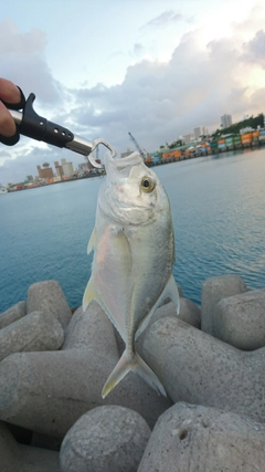 ガーラの釣果