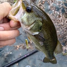 ラージマウスバス