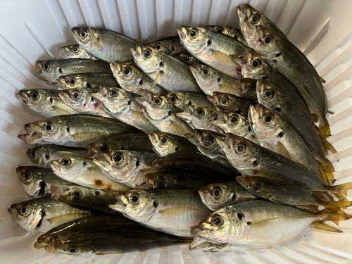 アジの釣果
