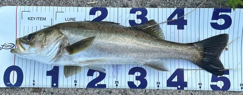 シーバスの釣果