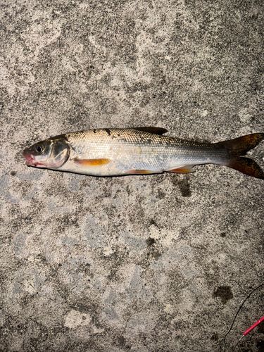 ウグイの釣果