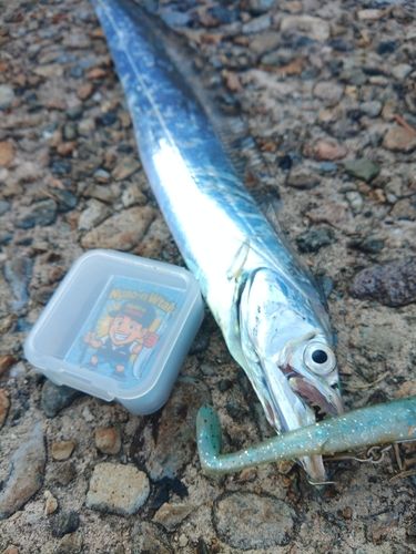タチウオの釣果