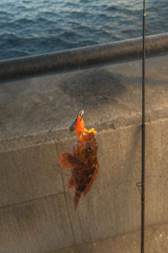 カサゴの釣果