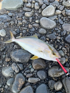ショゴの釣果