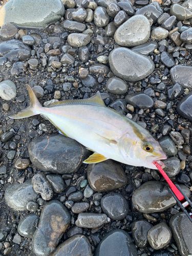 ショゴの釣果