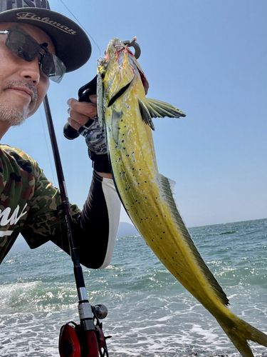 シイラの釣果