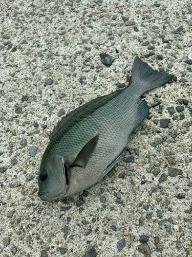 グレの釣果