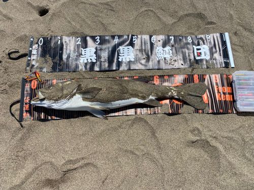 スズキの釣果