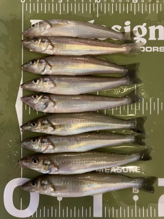 シロギスの釣果