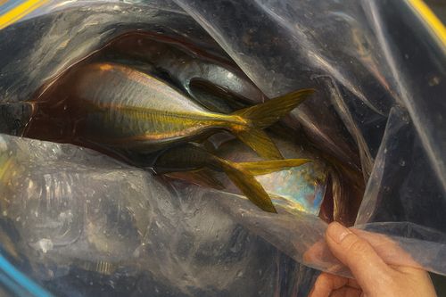 アジの釣果