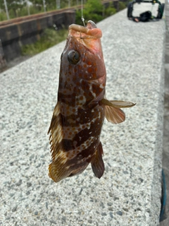アコウの釣果