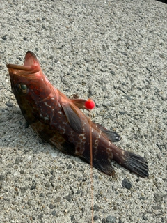 アコウの釣果