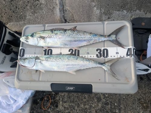 サゴシの釣果