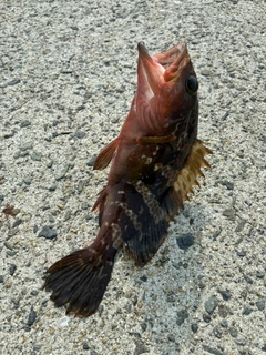 アコウの釣果
