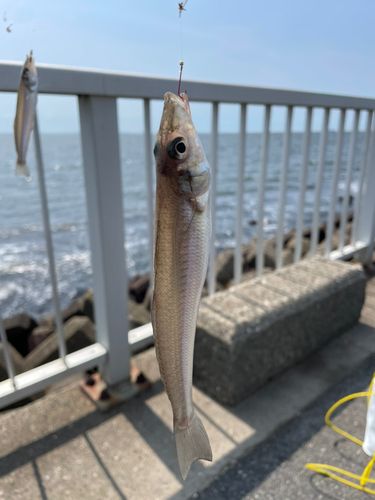 アカエイの釣果