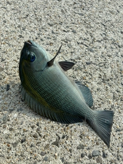 グレの釣果