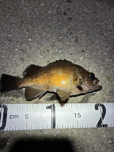 メバルの釣果