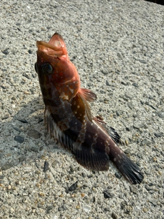 アコウの釣果